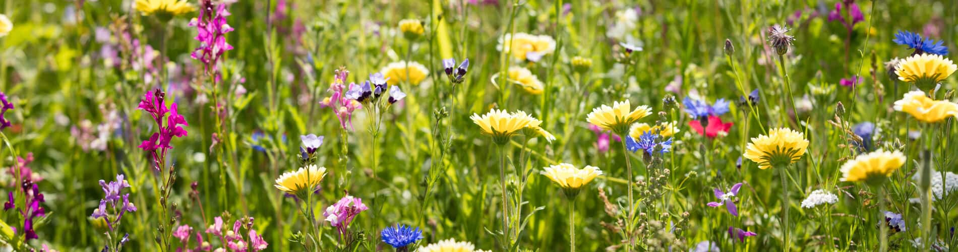 Die Farben der Blumen: Warum leuchten Blumen farbig?