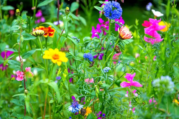 Blumengarten fuer Wildbienen und Insekten