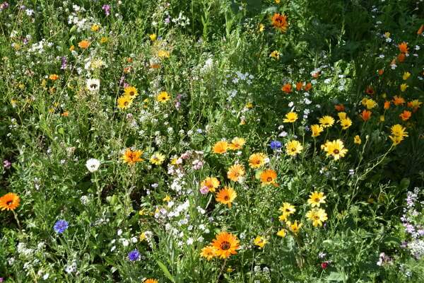 Blumenwiese für Schmetterlinge