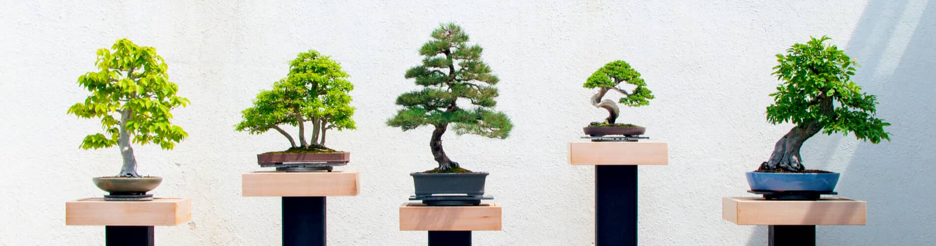 Bonsai Bäume