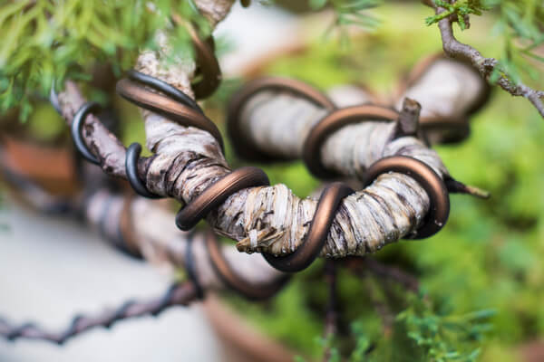 Bonsai formen