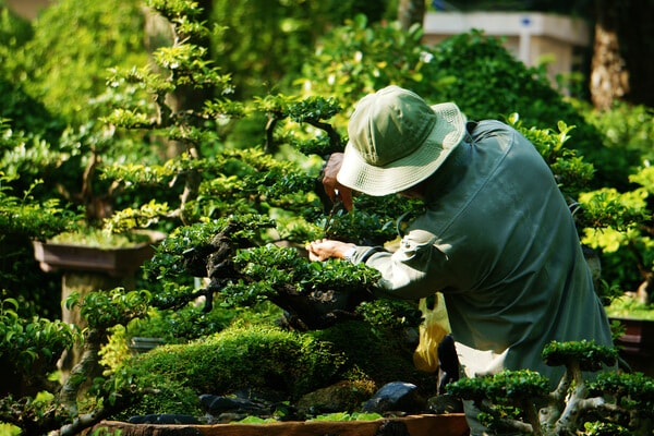 Bonsai schneiden