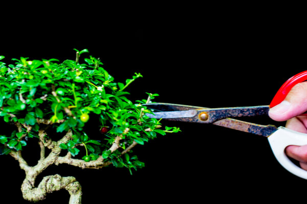 Bonsai schneiden