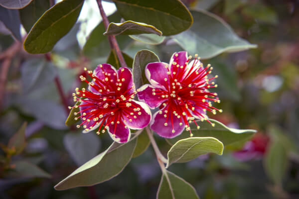 Brasilianische Guave (Feijoa sellowiana) Blüte