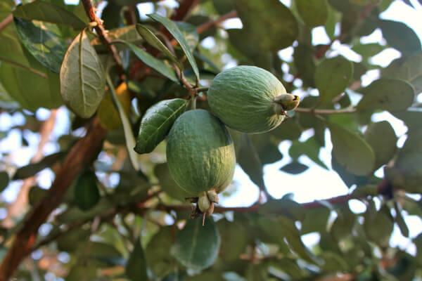 Brasilianische Guave (Feijoa sellowiana) Frucht