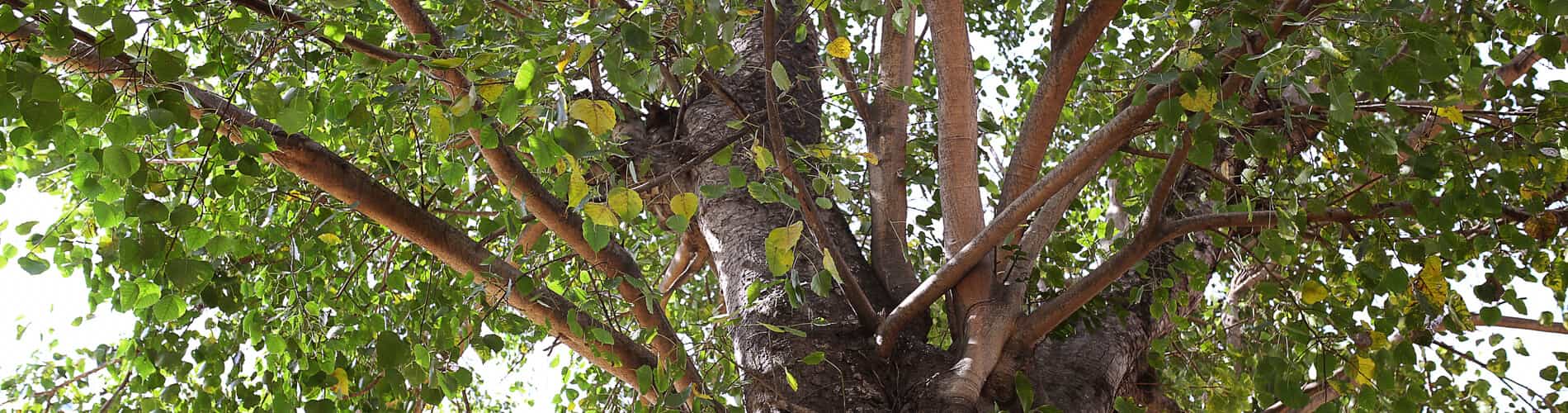 Buddha Feige (Ficus Religiosa): Pflanze Mit Tradition