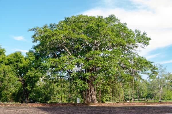 Buddha Feige Ficus roligiosa