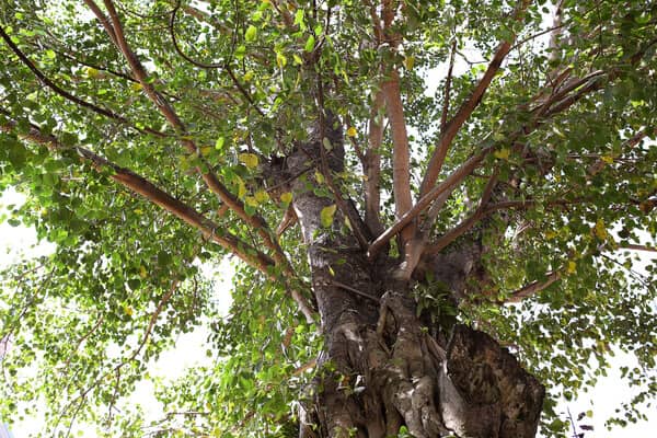 Buddha Feige Ficus religiosa