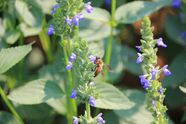 Chia (Salvia hispanica)