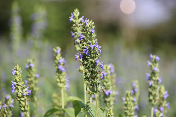 Chiablüte (Salvia hispanica)