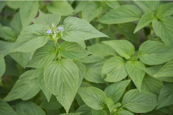 Chiapflanze (Salvia hispanica)