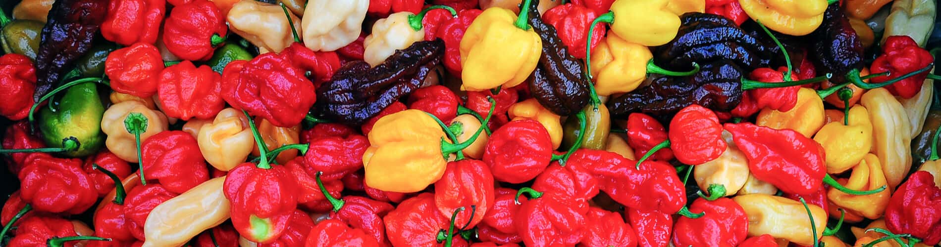 Chilis haltbar machen: Tipps für den Ernteüberschuss