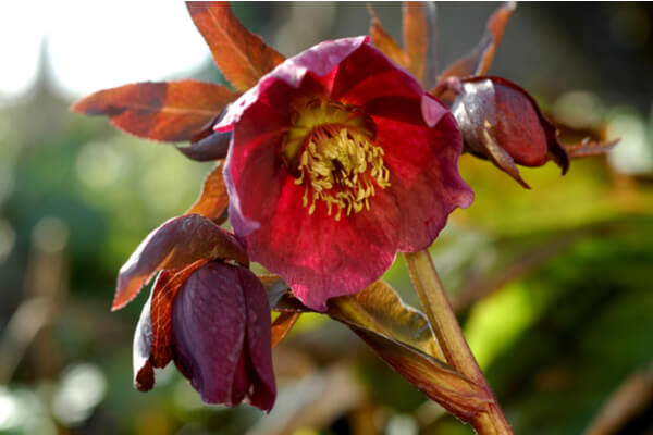 Christ­rose (Helleborus purpurascens)