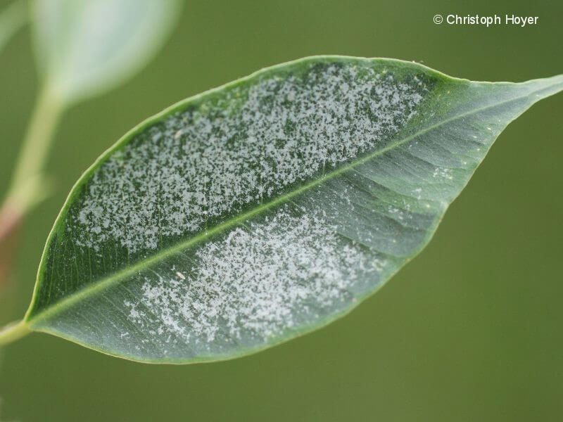 Drazänen­trips: Schad­bild an Ficus