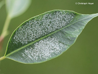 Drazänenthrips an Ficus 