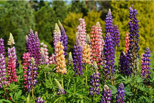 Lupine: Ein Dunkelkeimer