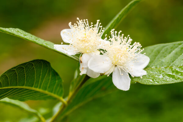 Echte Guave (Psidium guajava) Blüte