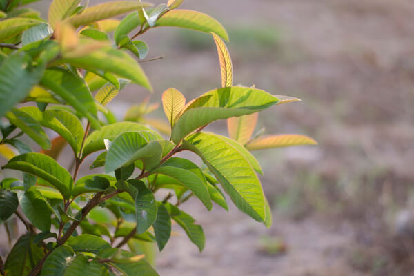 Echte Guave (Psidium guajava) Pflanze