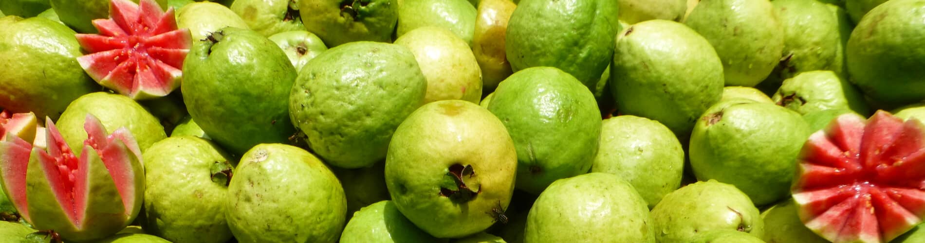 Guave: Myrtengewächs mit köstlichen Früchten