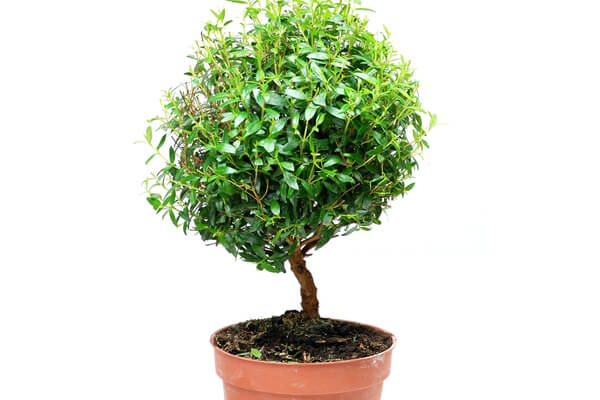 Echte Myrte Bonsai