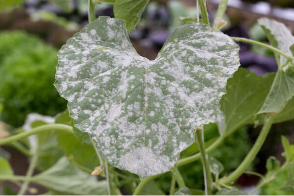 Schadbild echter Mehltau an Blatt