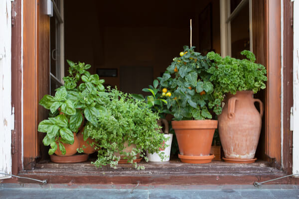 Tomaten und Kräuter