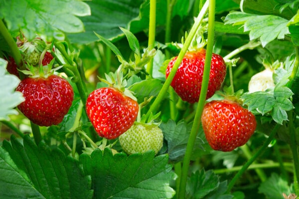 Erdbeeren ernte