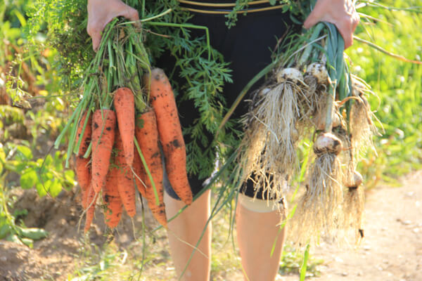 Karotten- und Zwiebel-Ernte