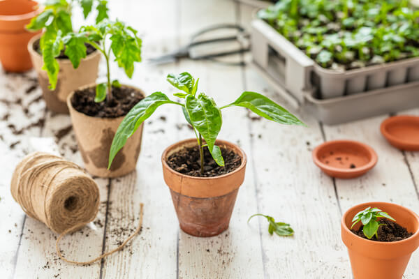 Chili und Tomaten Jungpflanzen