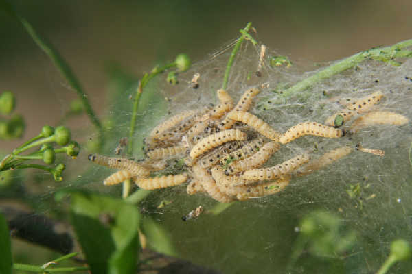 Larven der Gespinstmotten