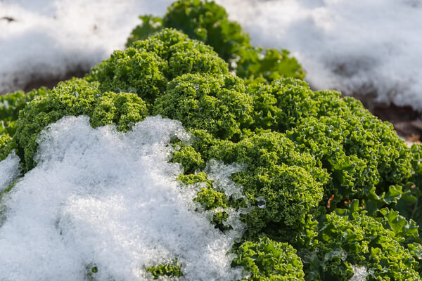 Federkohl im Winter