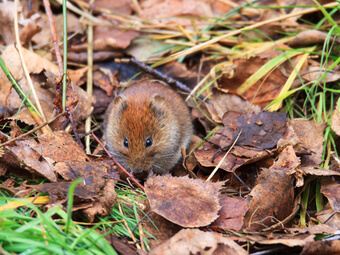 Feldmaus (Microtus arvalis)