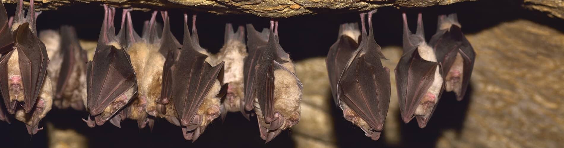 Fledermäuse: Fördern Sie die bedrohten Tiere in Ihrem Garten