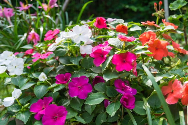 Blüten Fleissiges Lieschen