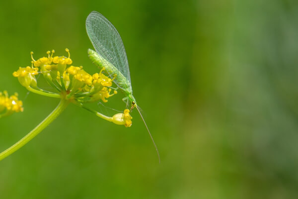 Adulte Florfliege