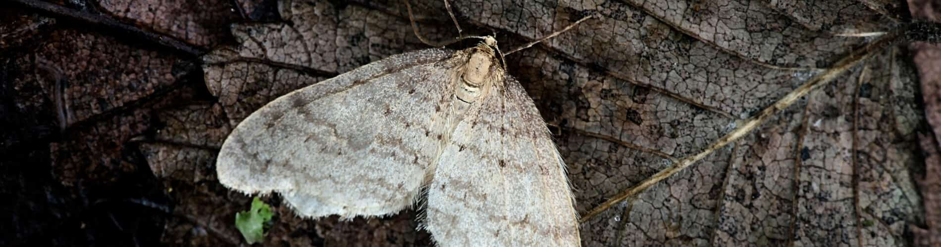 Befall mit Obstbäumen mit Frostspanner vorbeugen