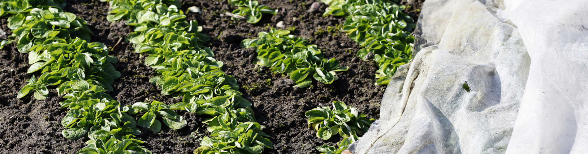 Mit Frühbeeten, Gartenvliesen und Folien früher Anbausaison starten