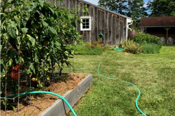 Garten mit Gemüse mit Regenwasser aus Schlauch bewässern