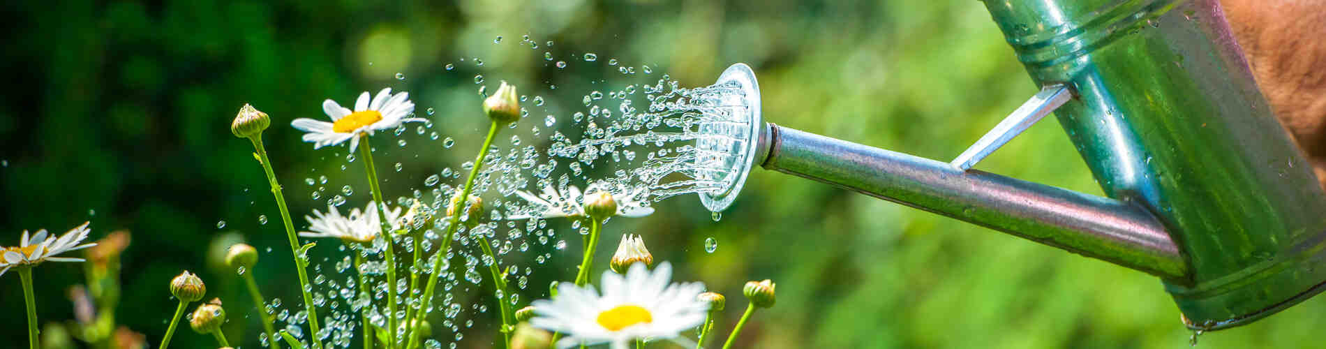 Blumen giessen mit Giesskanne