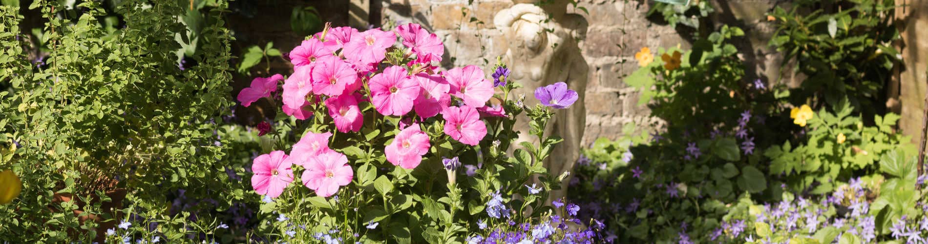 Blumen im Garten