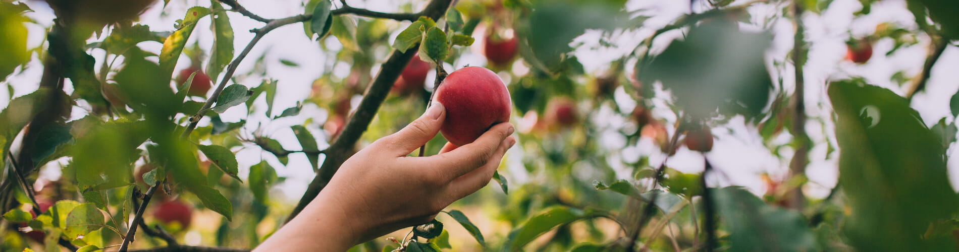 Apfel am Baum