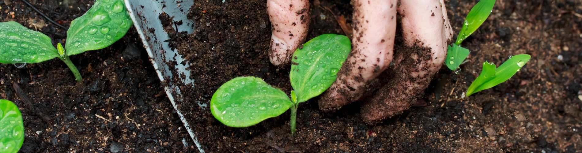 Gartenarbeit im Mai