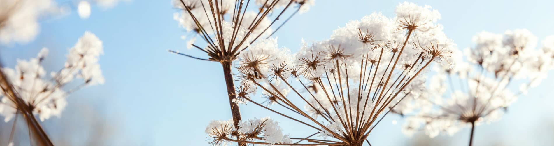 Gartenarbeit & Gartenpflege im Winter