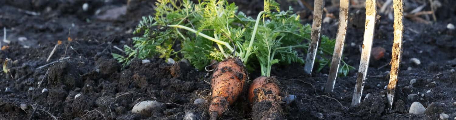 Gartenarbeit und Gartenpflege im Juni