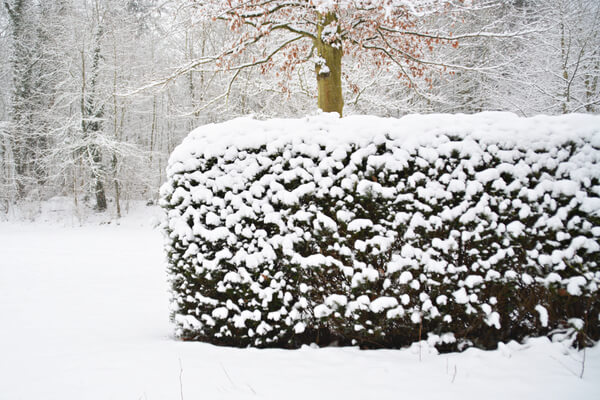 Gartenbusch mit Schnee