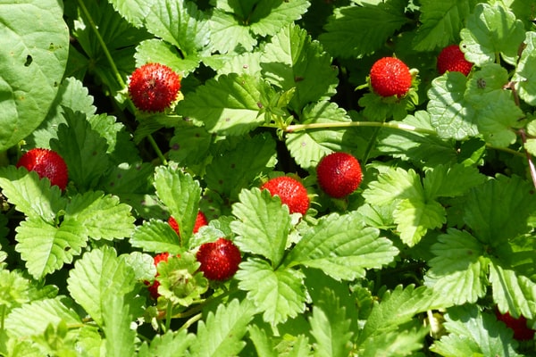 Auf dem Speiseplan vom Gartenschläfer: Beeren