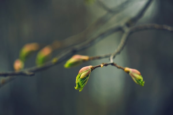 Auf dem Speiseplan vom Gartenschläfer: Knospen