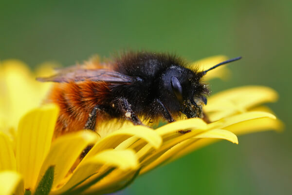 Gehörnte Mauerbiene (Osmia cornuta) auf Blume