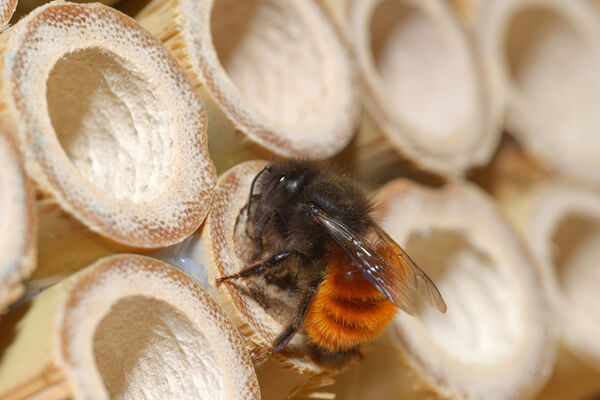 Gehörtne Mauerbiene (Osmia cornuta) am Bambusrohr