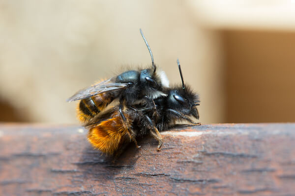 Gehörnte Mauerbienen ( Osmia cornuta) bei der Paarung